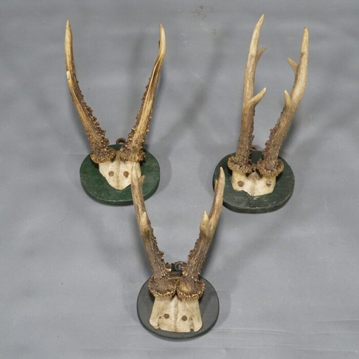 1880s black forest deer trophy set on turned wooden plaques set of 6 0919