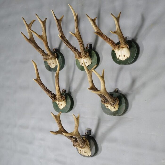 1880s black forest deer trophy set on turned wooden plaques set of 6 2611