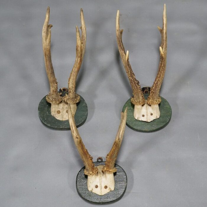 1880s black forest deer trophy set on turned wooden plaques set of 6 3150