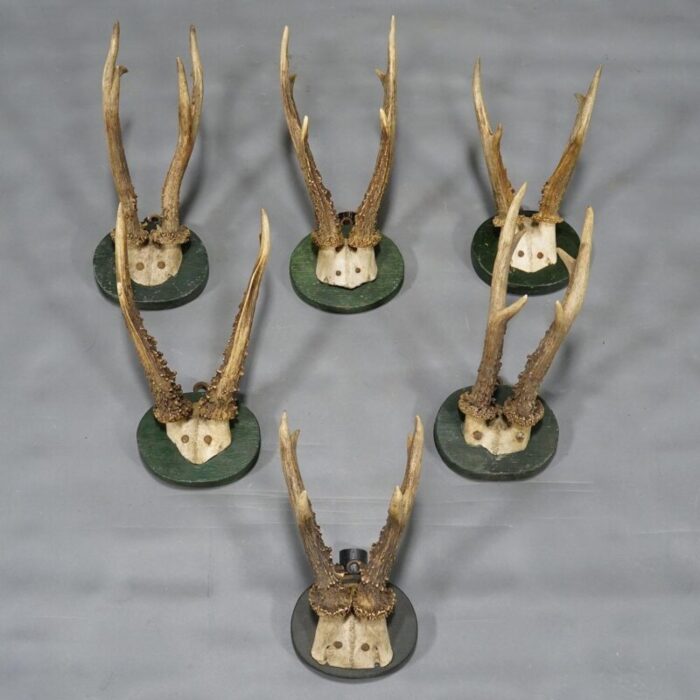 1880s black forest deer trophy set on turned wooden plaques set of 6 8578