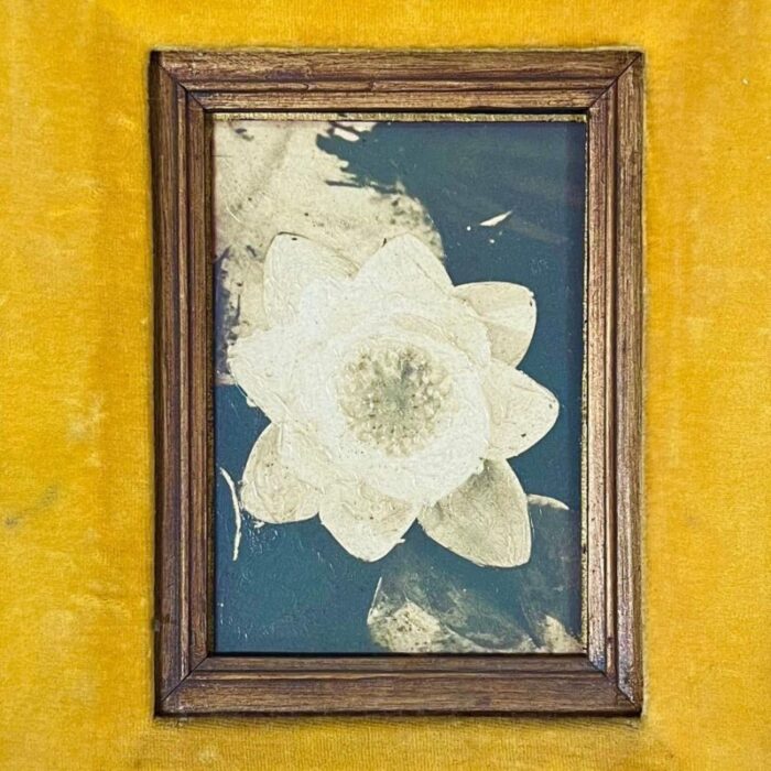 1980s still life floral water lily oil on board by james pasqual bettio 7461