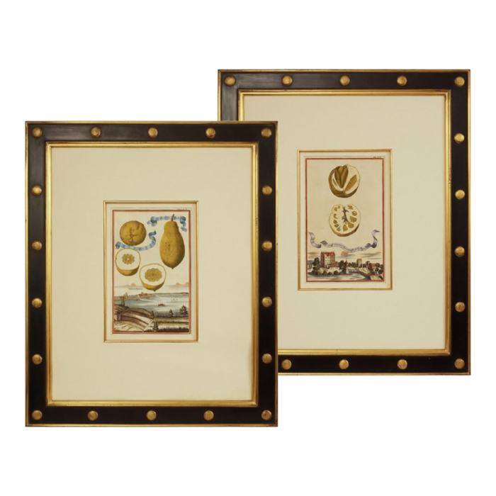 19th century antique botanical engravings framed volkamer citrus lemon nuremberg hesperides a pair 0749