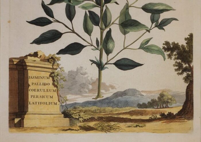 19th century botanical antique engraving matted framed a pair 3011