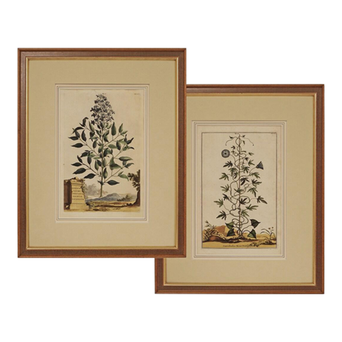 19th century botanical antique engraving matted framed a pair 7698