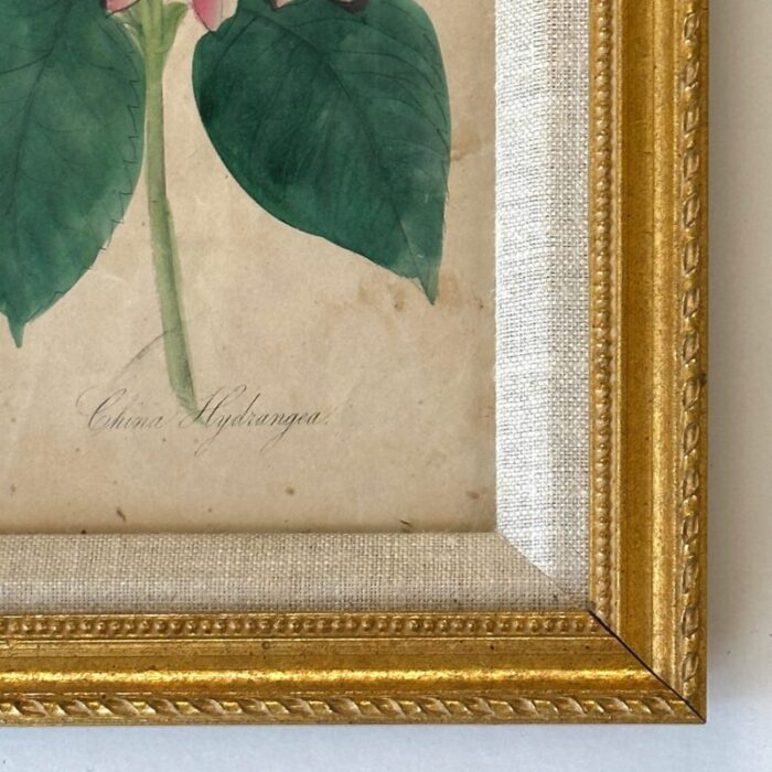 antique 19th century hand painted watercolor victorian botanical prints in gilt frames 4481