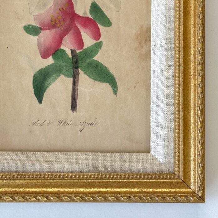 antique 19th century hand painted watercolor victorian botanical prints in gilt frames 8977