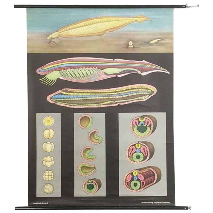 educational pull down biology chart by jung koch quentell germany 1969 1