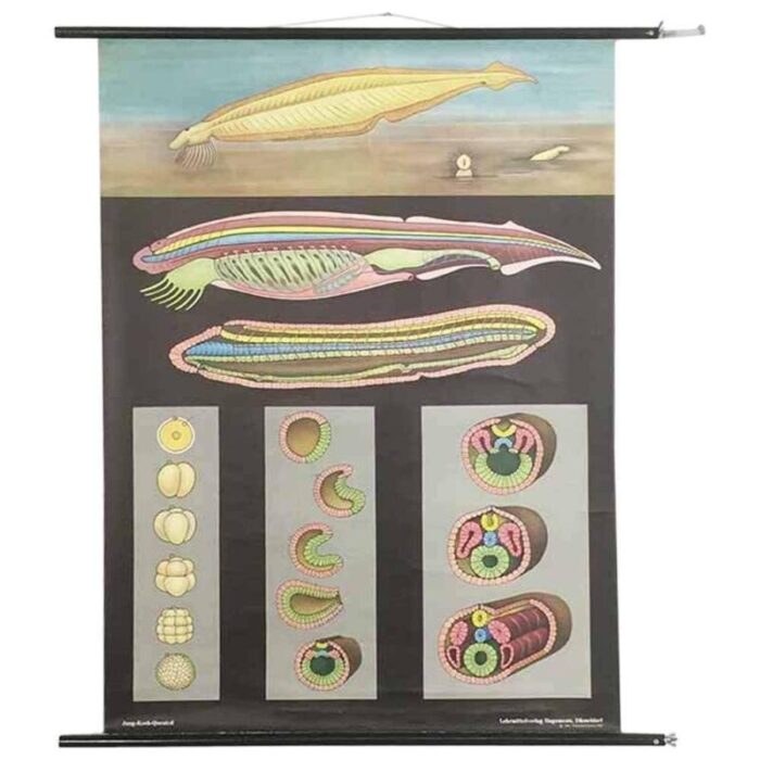 educational pull down biology chart by jung koch quentell germany 1969 2