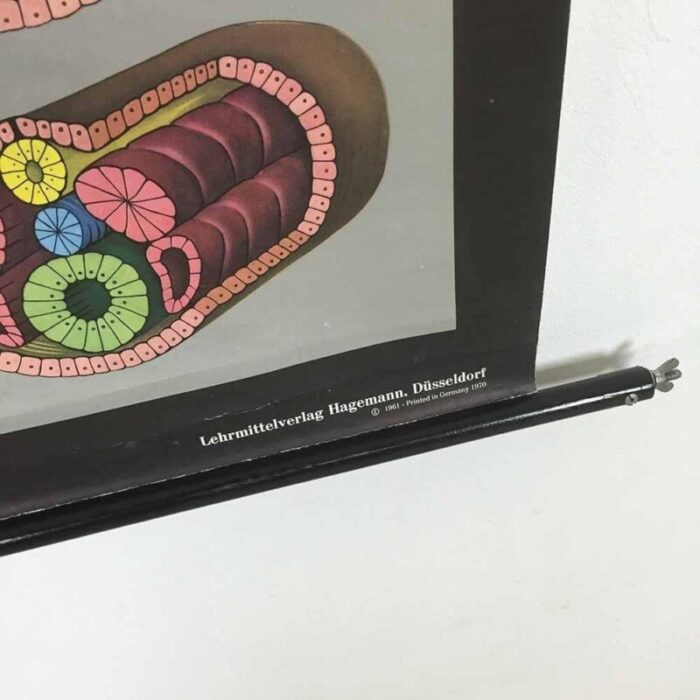 educational pull down biology chart by jung koch quentell germany 1969 6