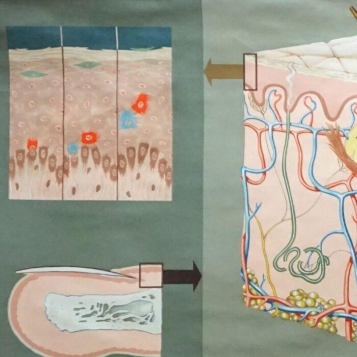 hagemann medical rollable poster wall chart human body skin cross section 2