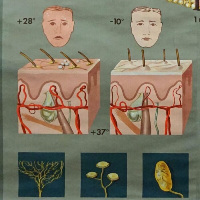 hagemann medical rollable poster wall chart human body skin cross section 4