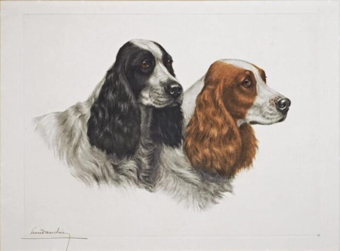 mid 20th century danchin framed springer spaniel etching sporting dog art 0142