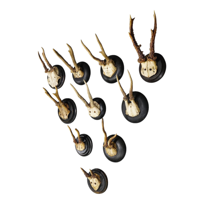 roe deer trophies on turned plaques germany ca 1900s set of 10 2547