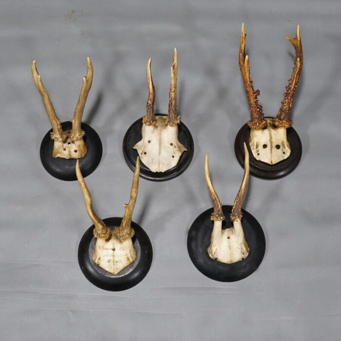 roe deer trophies on turned plaques germany ca 1900s set of 10 5689