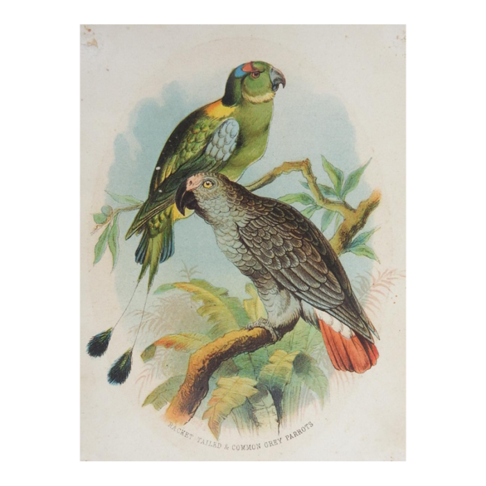 small 1890s parrot color lithograph 3067