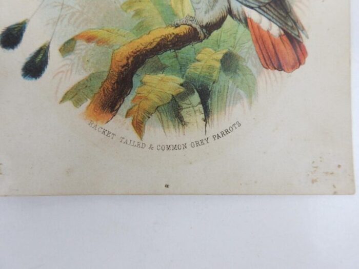 small 1890s parrot color lithograph 3291