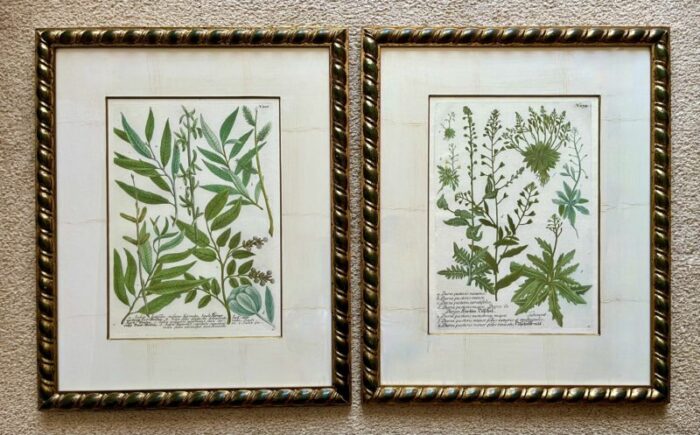 vintage johann weinmann botanical framed prints a pair 2760