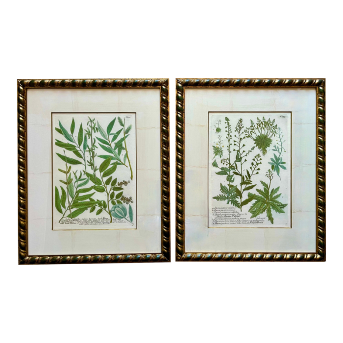 vintage johann weinmann botanical framed prints a pair 4488