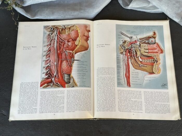 vintage medical illustrations book 4414