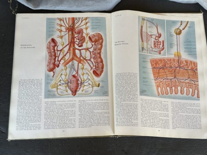 vintage medical illustrations book 6286