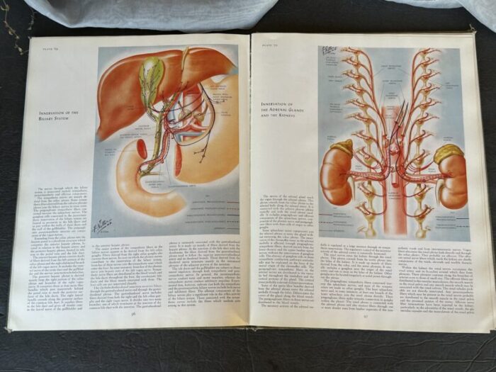 vintage medical illustrations book 8710