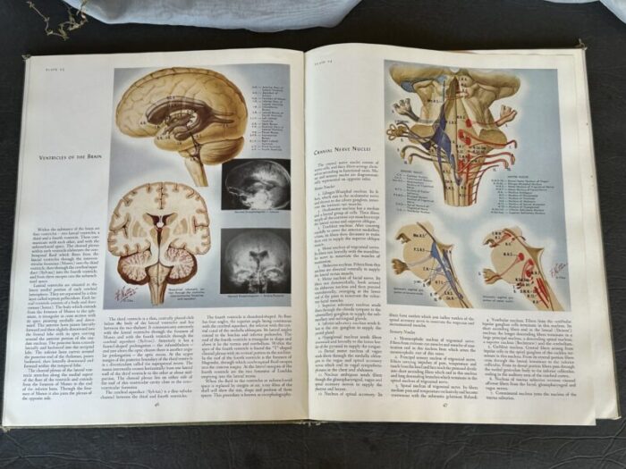 vintage medical illustrations book 9938