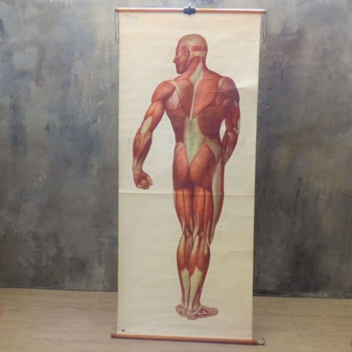 vintage school board muscle of man germany 1950s 1