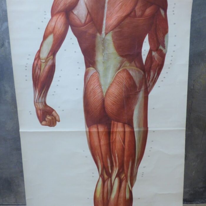 vintage school board muscle of man germany 1950s 5